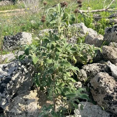 Salvione giallo