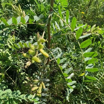 Astragalo spagnolo