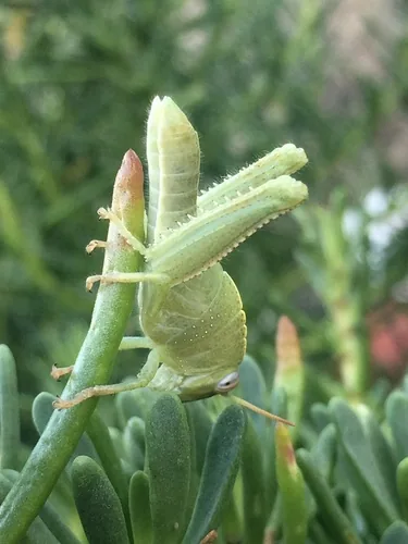 Locusta egiziana