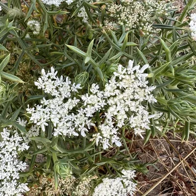 Finocchio litorale spinoso