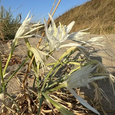 giglio marino