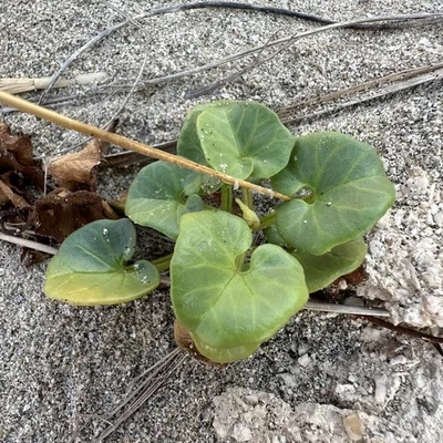 Calystegia soldanella
