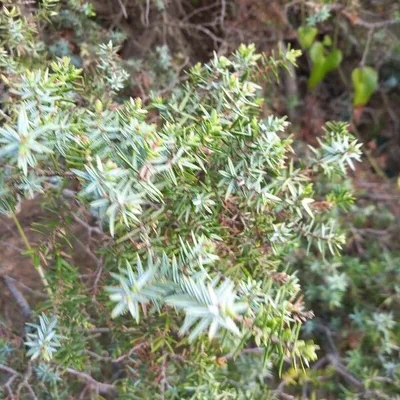 Juniperus oxycedrus
