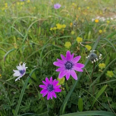 Fior di stella