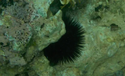 riccio di mare
