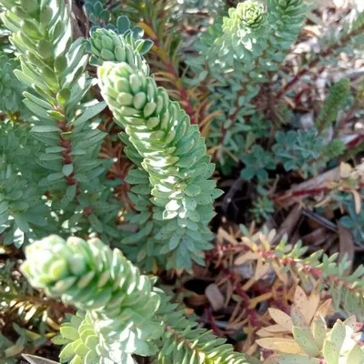 Euforbia marittima
