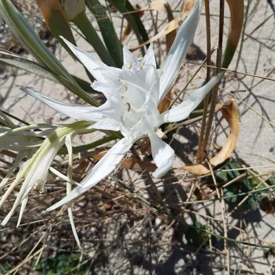 giglio marino