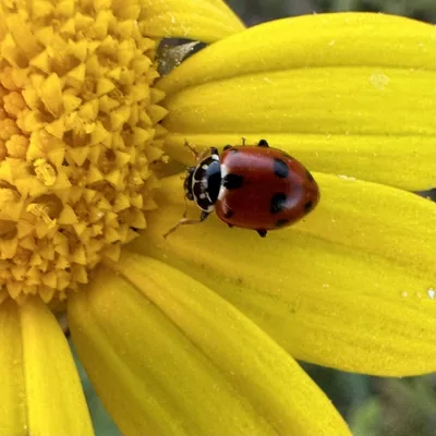 Hippodamia variegata