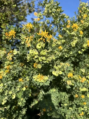 Erba medica arborea