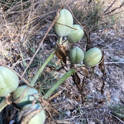 giglio marino