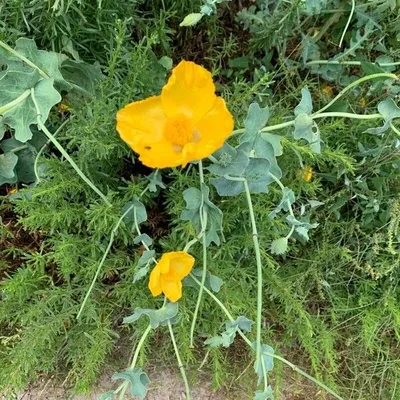 Papavero cornuto
