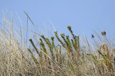 Euforbia marittima