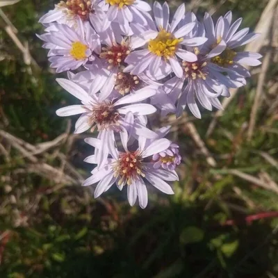 Tripolium pannonicum