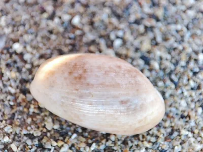 Bulla striata