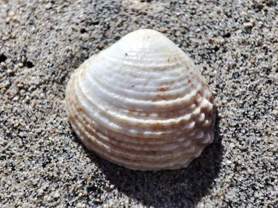 tartufo di mare