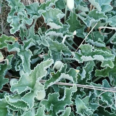 Cocomero asinino