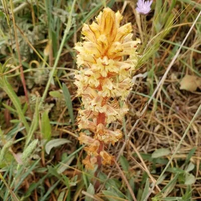 Orobanche amethystea