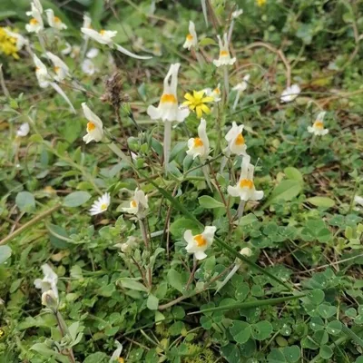 Linaria trifogliata