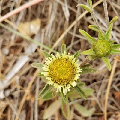 Asterisco spinoso