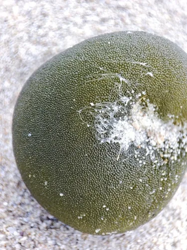 palla verde