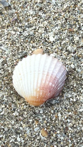 Cerastoderma glaucum