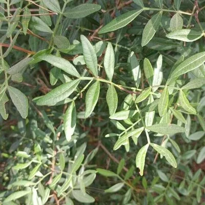lentisco