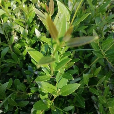Fillirea