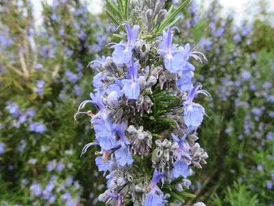 Salvia rosmarinus
