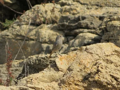 Codirosso spazzacamino