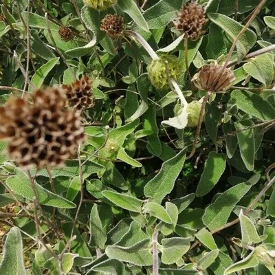Salvione giallo