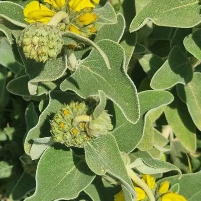 Salvione giallo