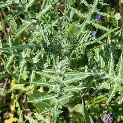 Scarlina
