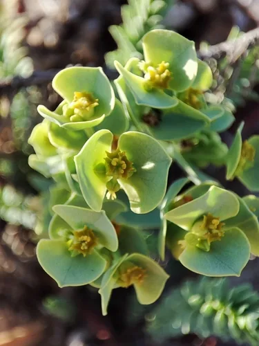 Euforbia marittima