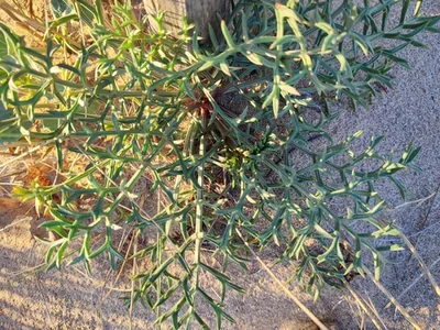 Finocchio litorale spinoso