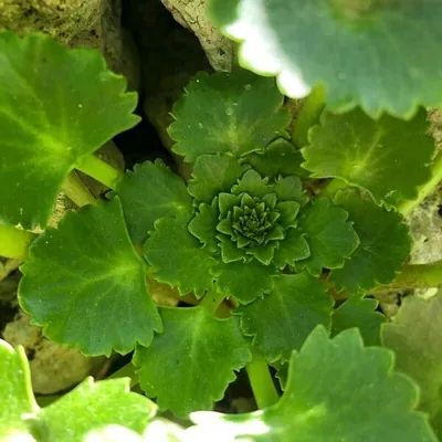 Umbilicus horizontalis