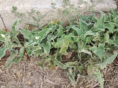 Cocomero asinino