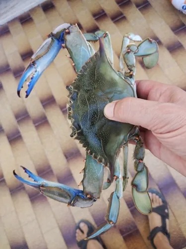 granchio blu