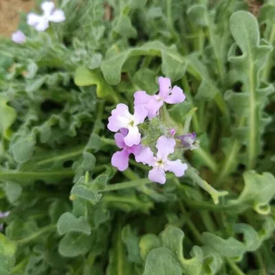Matthiola tricuspidata