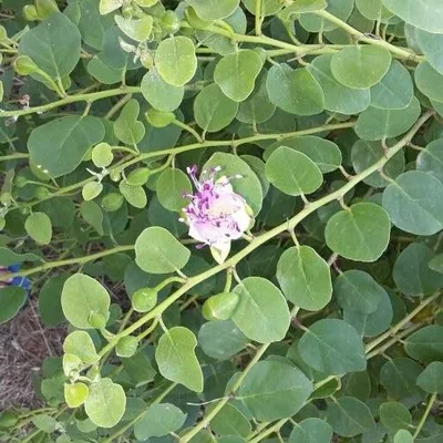 Cappero