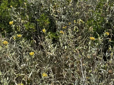 Salvione giallo