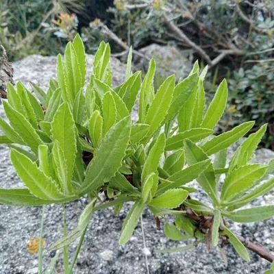 Enula viscosa