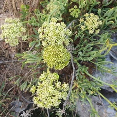 Finocchio marino