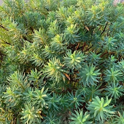 Euforbia arborea