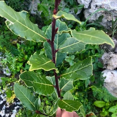 Alloro