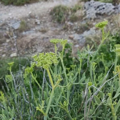 Finocchio marino
