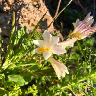 Freesia leichtlinii