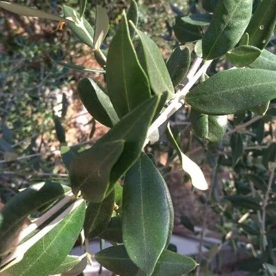 Olivo