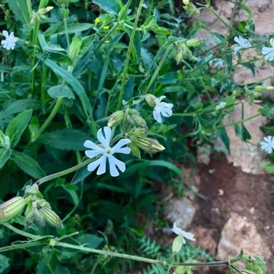 Silene dicotoma