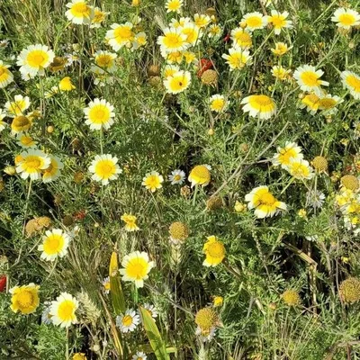 Glebionis coronaria
