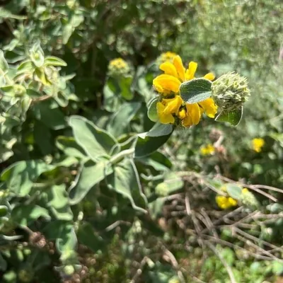 Salvione giallo